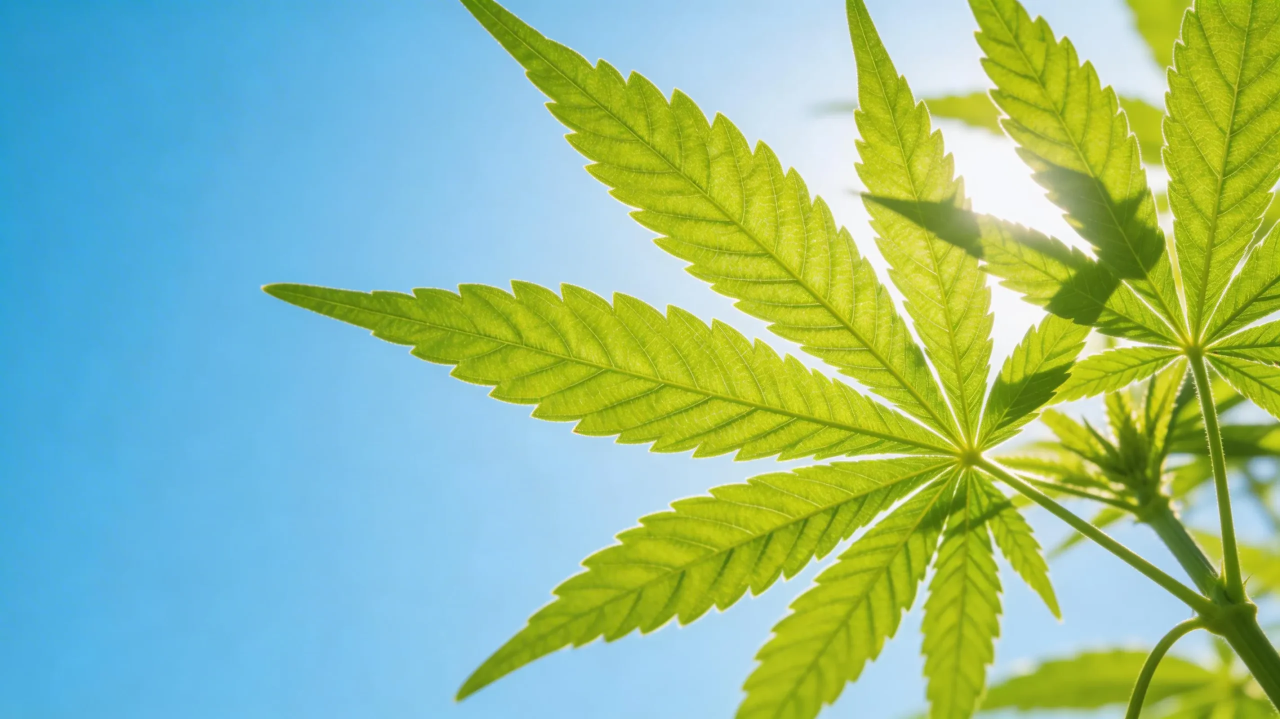 The Rising Curiosity Around Hemp in Middle Eastern Countries