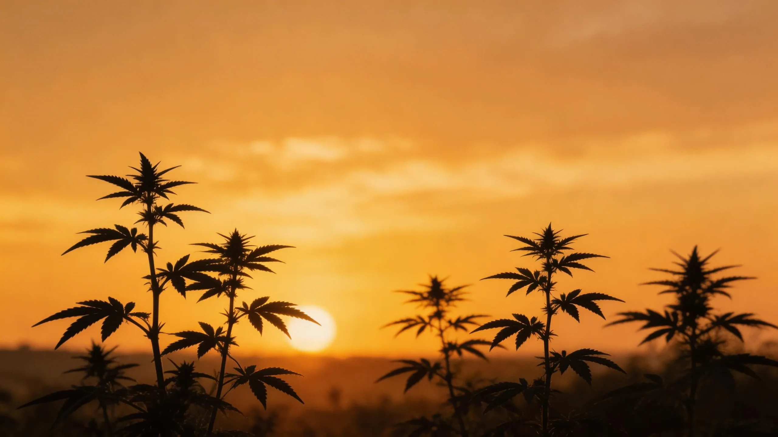 Hemp UAE Environment: Is Hemp Good for the UAE Environment?